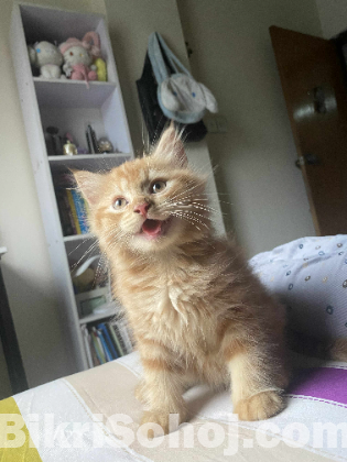 Persian male cat